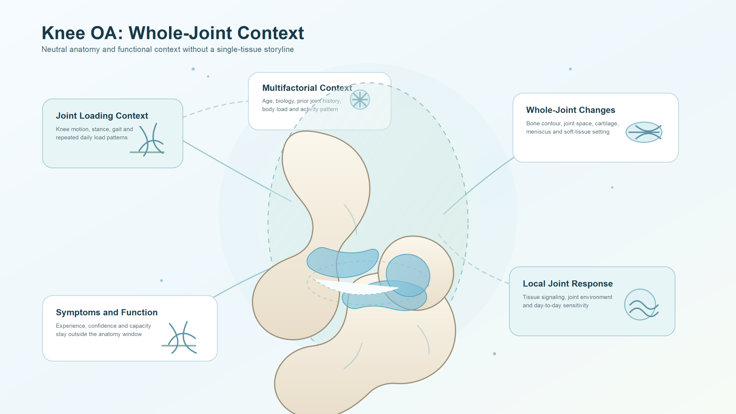 Educational knee osteoarthritis whole-joint context map showing joint loading, whole-joint changes, local joint response, symptoms and function, and multifactorial context.